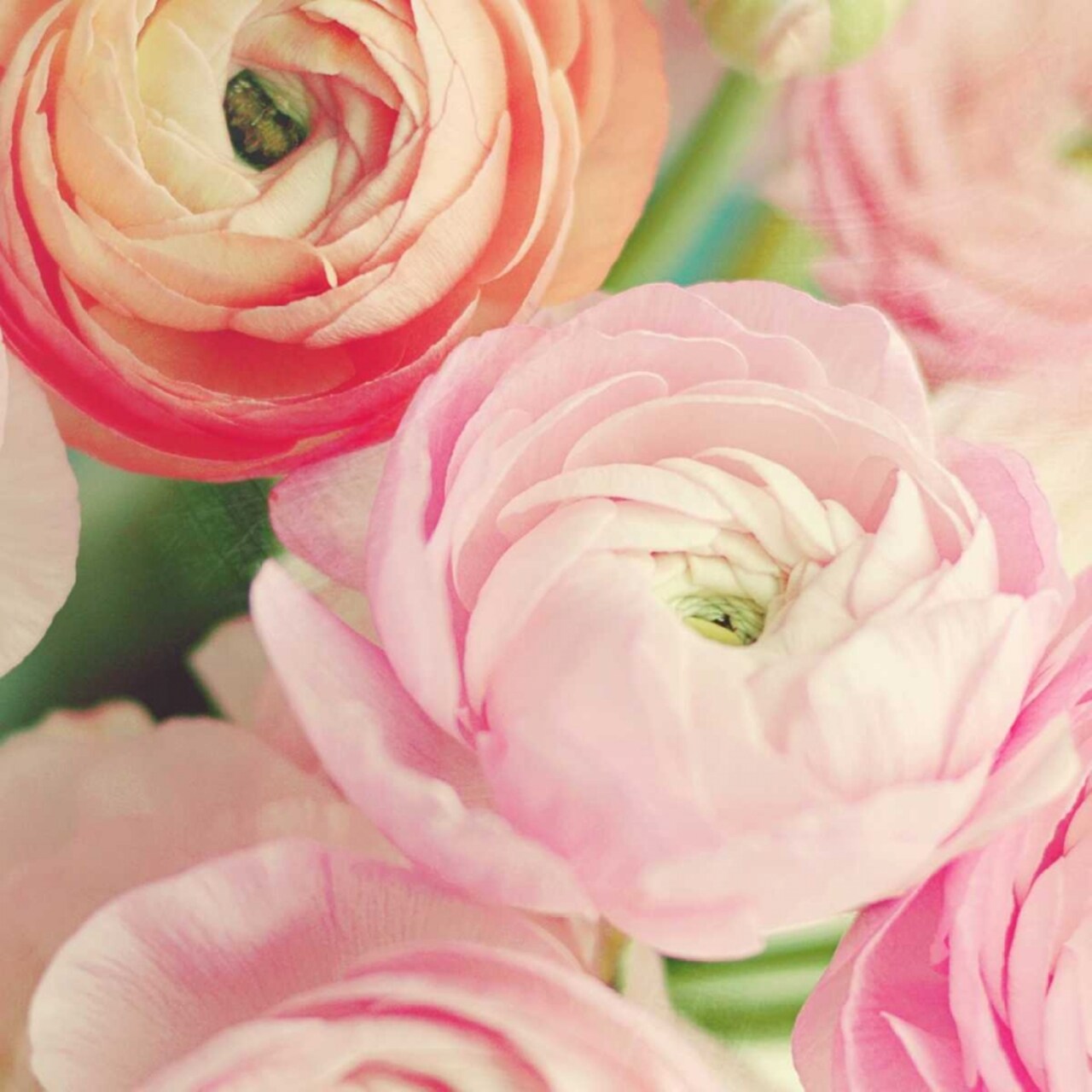 Blushing Blossoms Square II Poster Print by Sarah Gardner - Item # VARPDX10127D